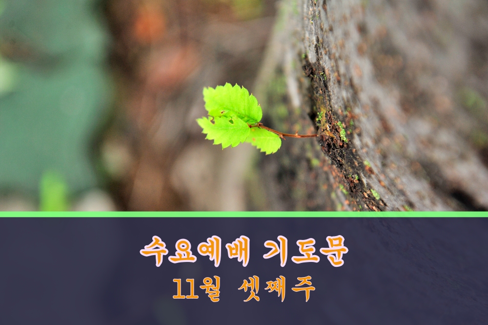 11월 셋째주 수요예배 대표기도문