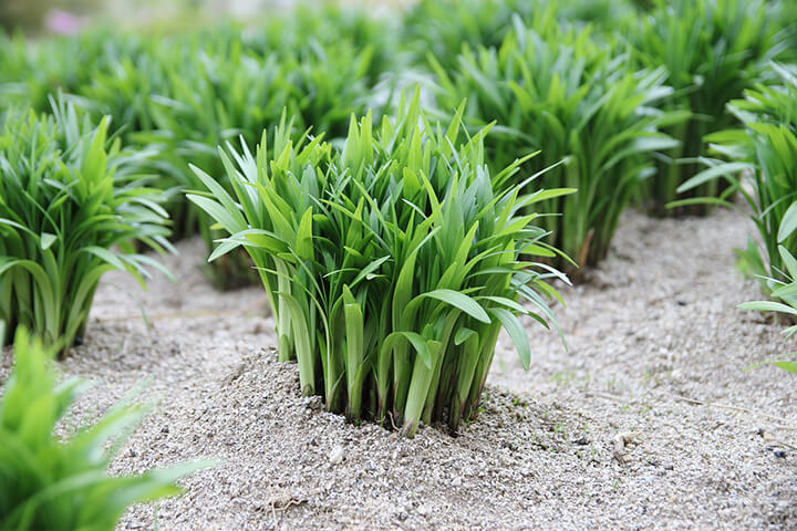 삼채-재배-모습