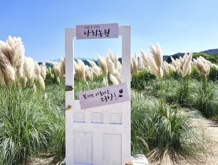 전국 가을 꽃 축제 추천 BEST