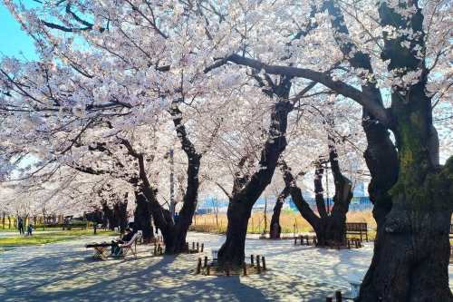 서울 벚꽃 명소