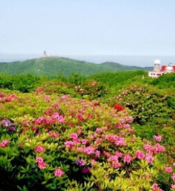 충청도 꽃축제