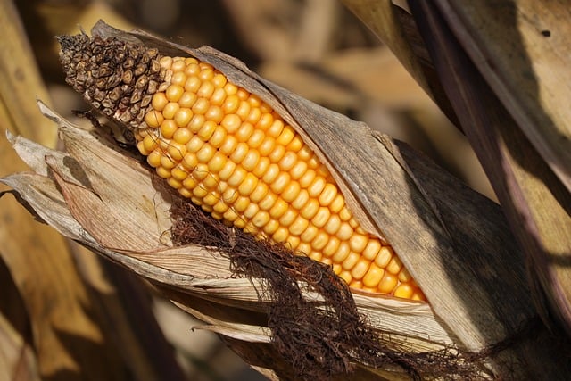 옥수수 보관방법