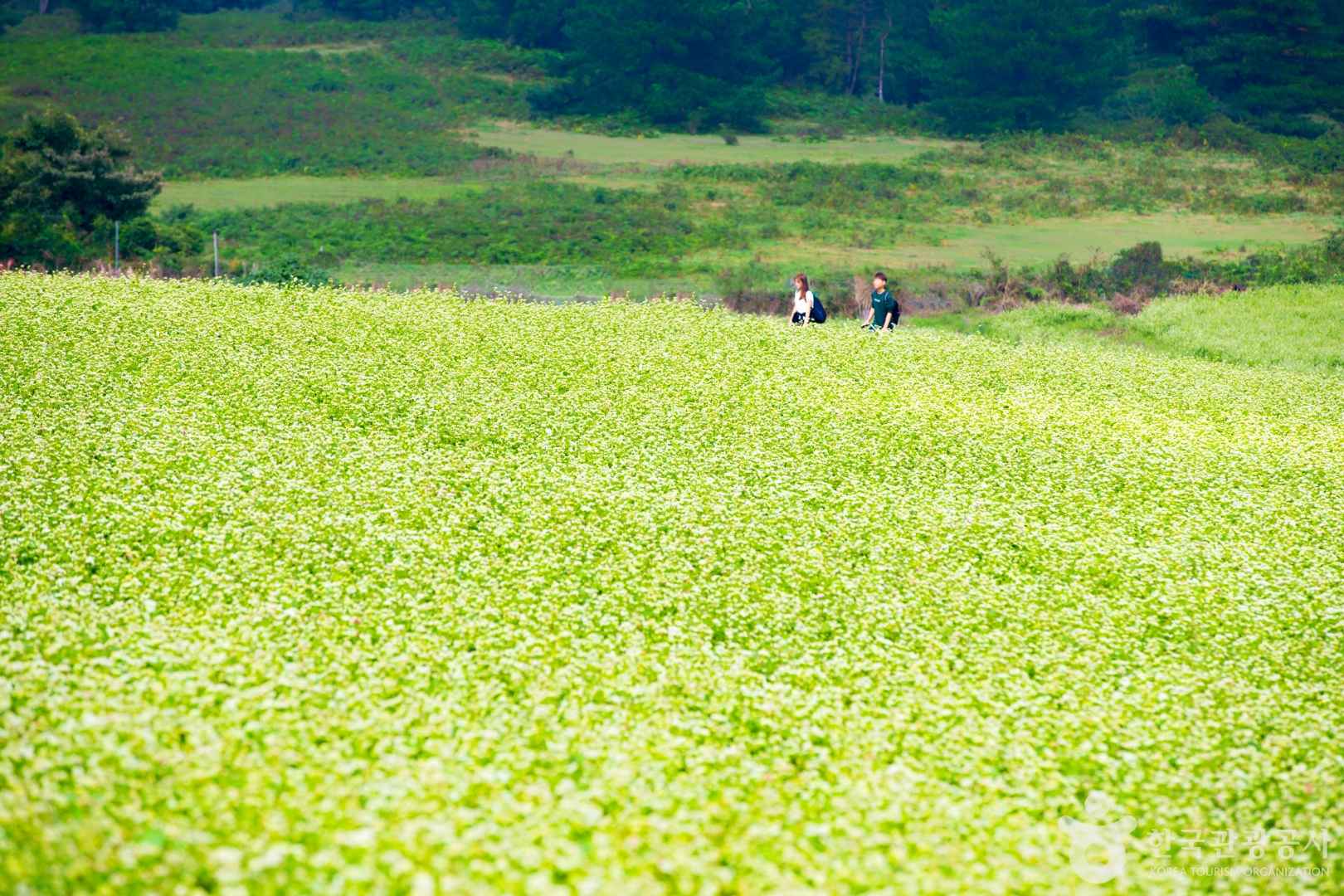 제주 오라동메밀밭