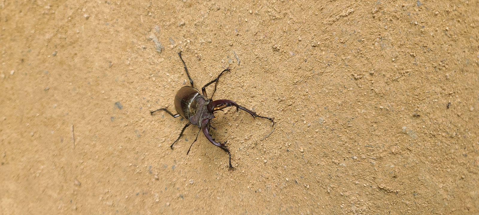 전나무-숲-길의-사슴벌레