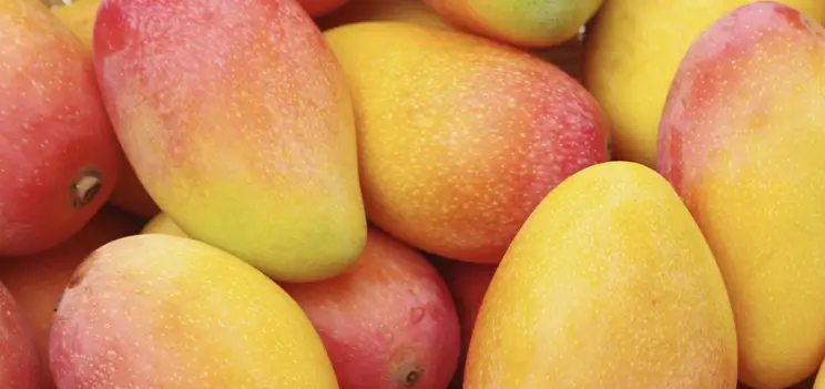 푸드올로지 부작용 11