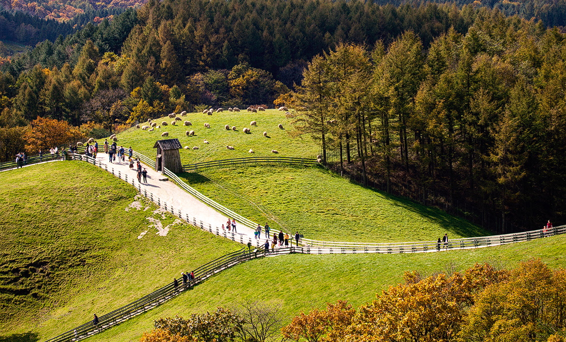 대관령 눈꽃축제 주변 관광지