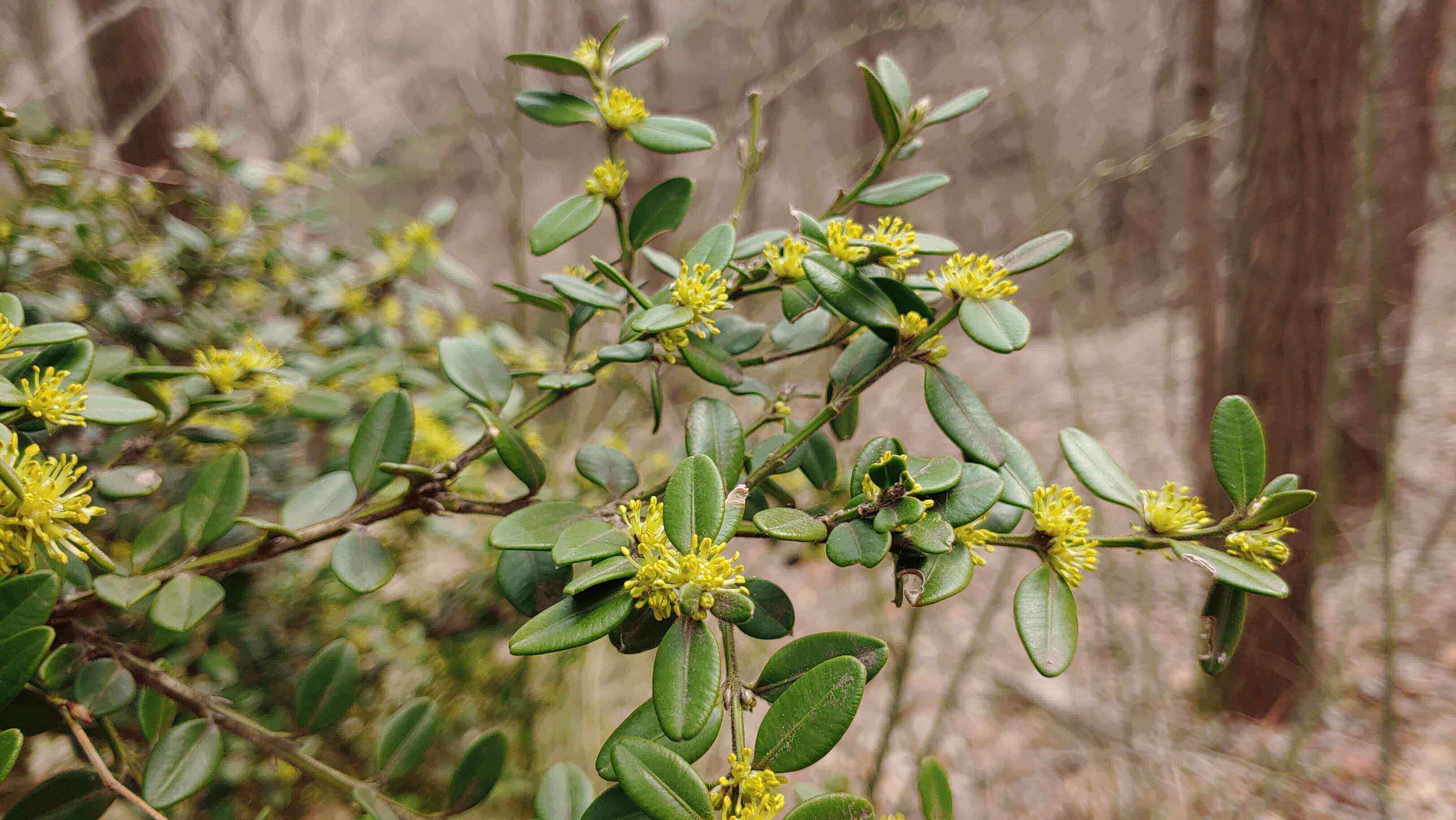 회양목, 정원과 조경에 필수적인 나무