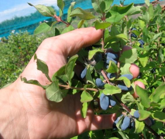 하스카프베리 분말