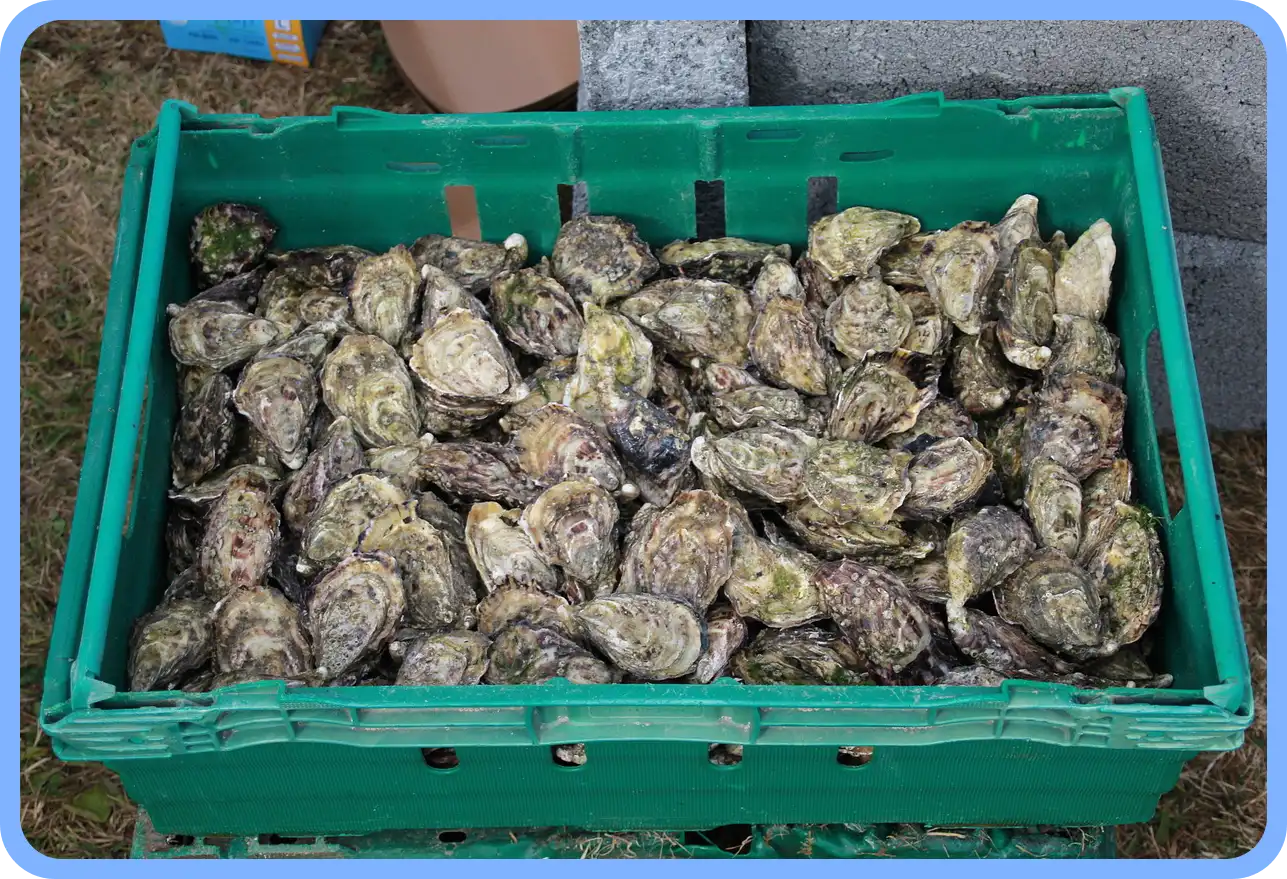 멸치젓 새우젓 굴 천일염 김장 재료 할인 세일 50% 코리아 수산 페스타