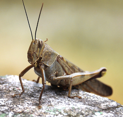 단백질을 함유하는 메뚜기