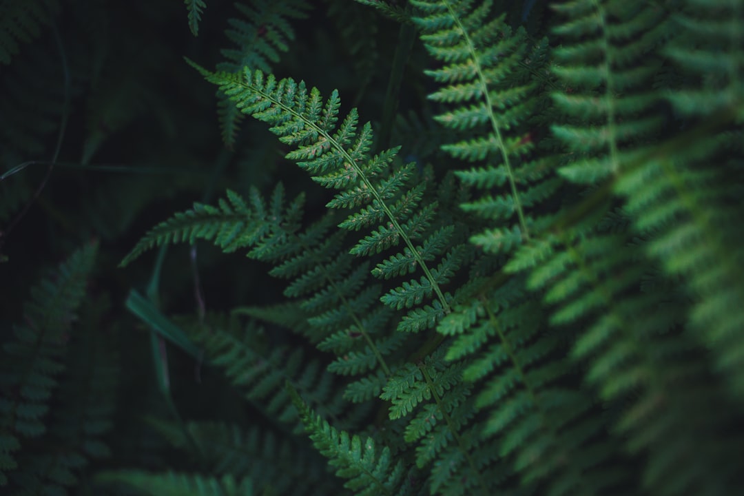 Fern