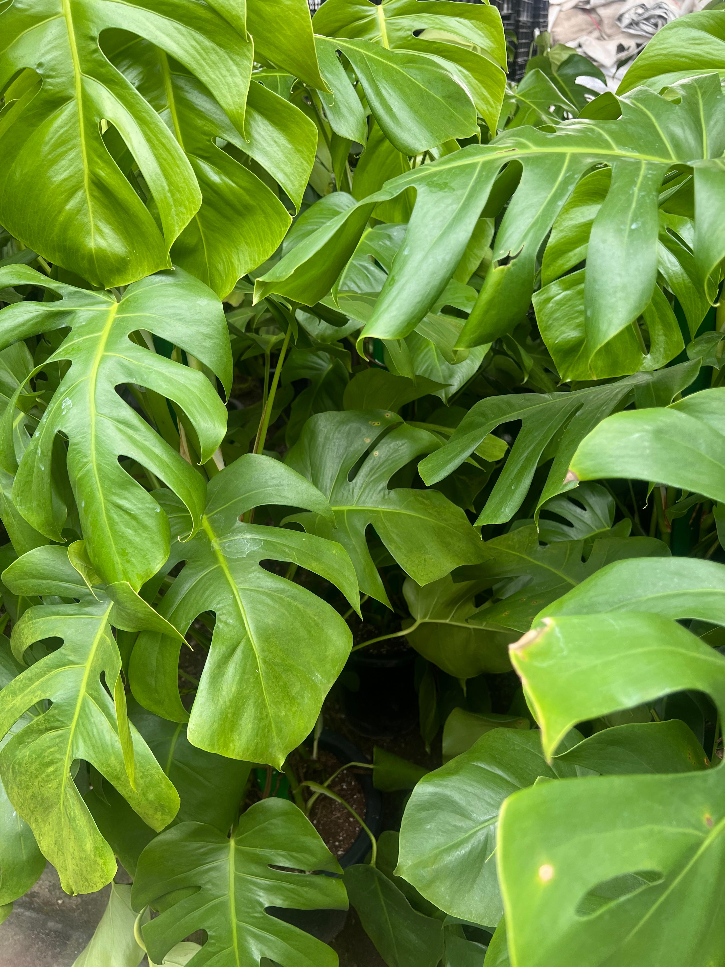 한국 이름과 영어 이름이 완전히 다른 식물들
