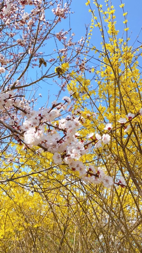 벛꽃 축제