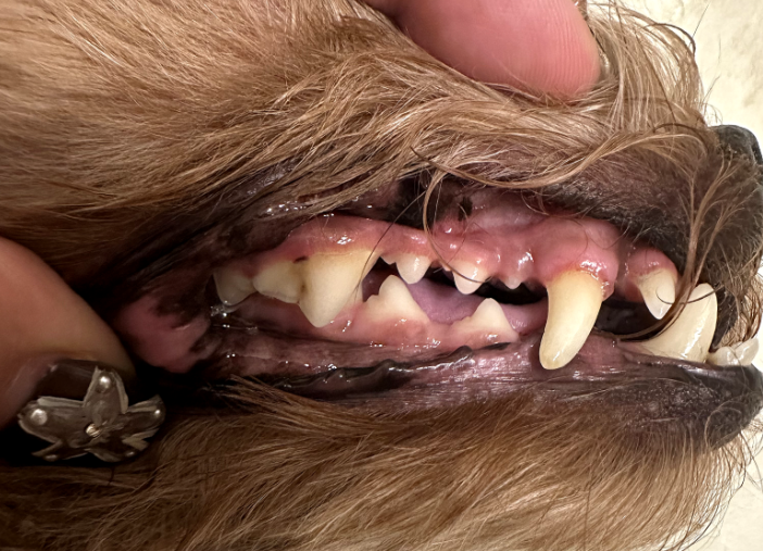 강아지 양치질 훈련법