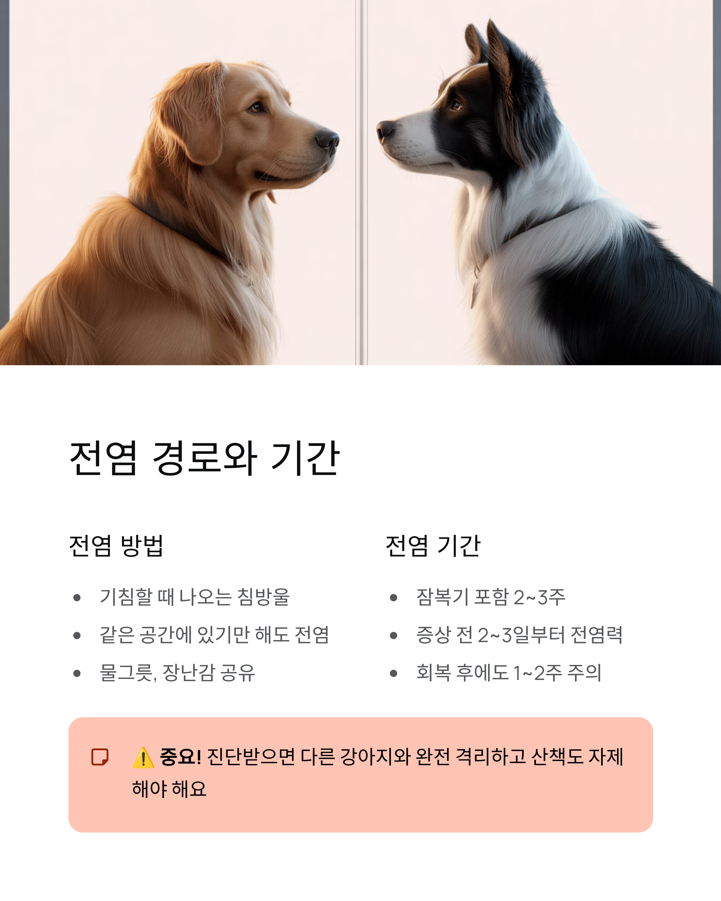 강아지 켄넬코프 증상과 치료 완벽 가이드 ❘ 우리 강아지 지키는 법