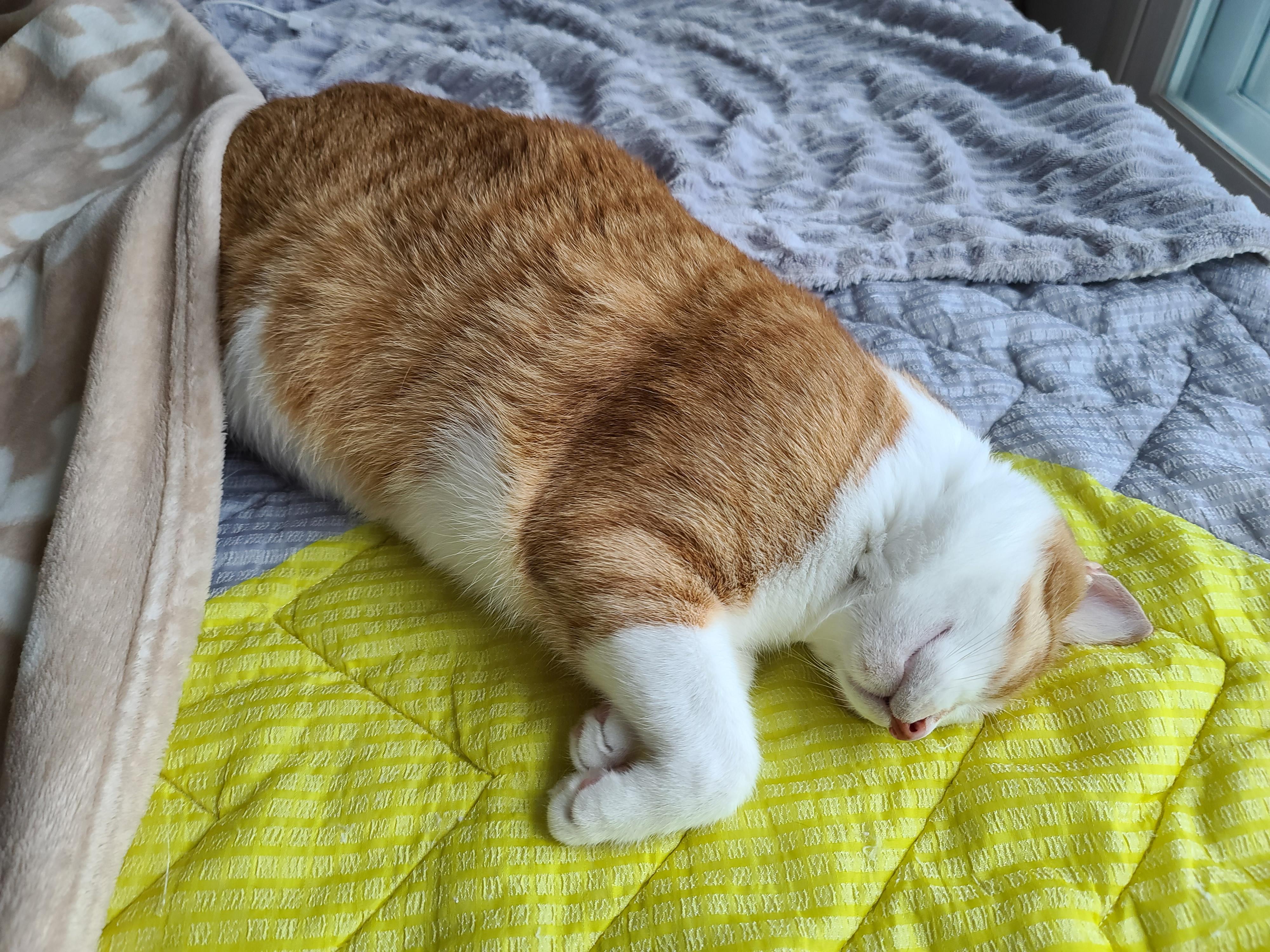 비오는 아침 아홉냥이네 고양이들.