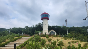용인 자작나무숲