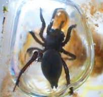 세계적 희귀종 물거미