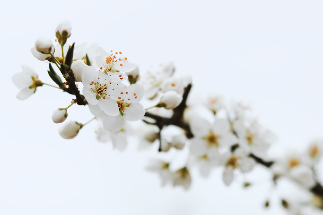 Plum blossom