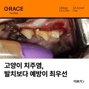 고양이치주염 증상 진단 치료 및 예방법_13