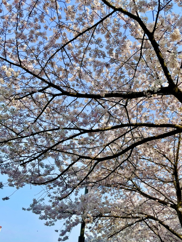 벚꽃명소
