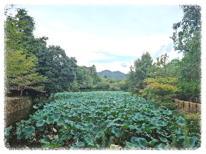 아라시야마 치쿠린