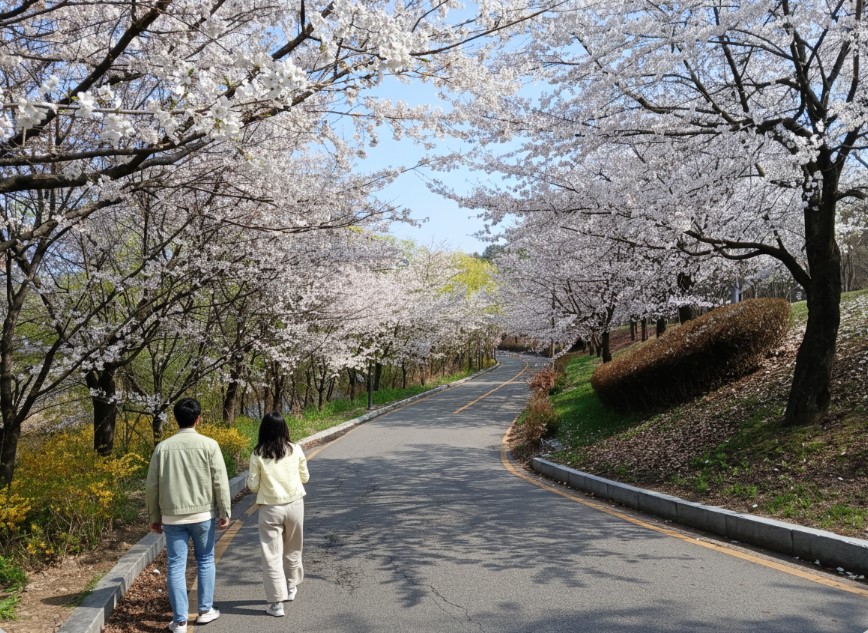 서호공원 진입 도로 벚꽃