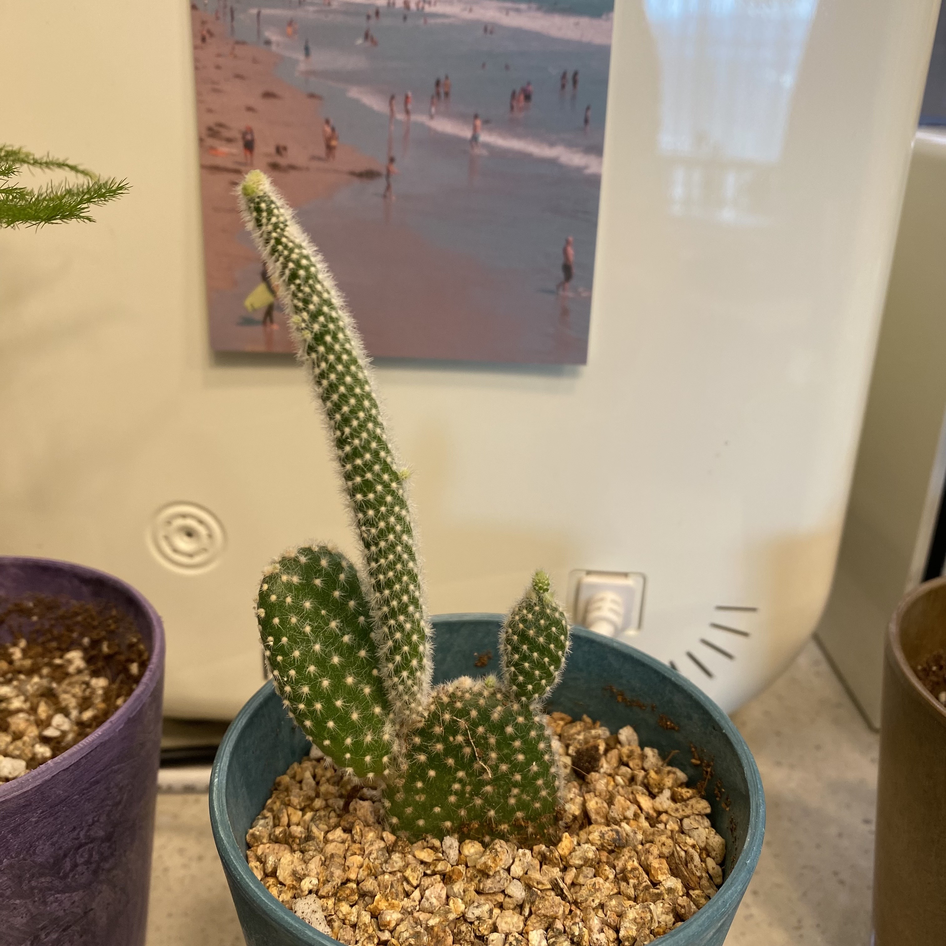 백도선