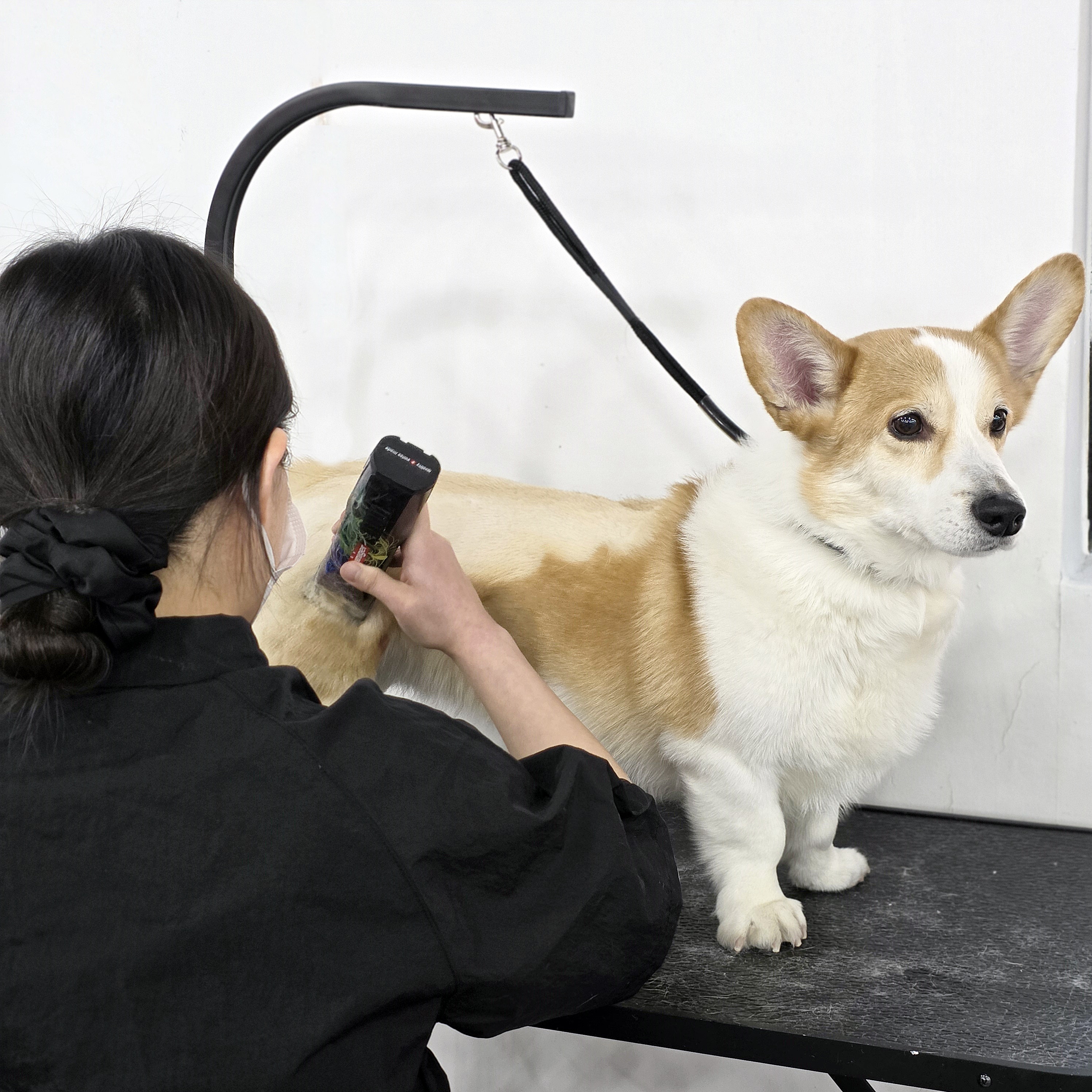 송파애견미용학원