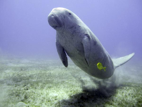 바닷 속의 듀공