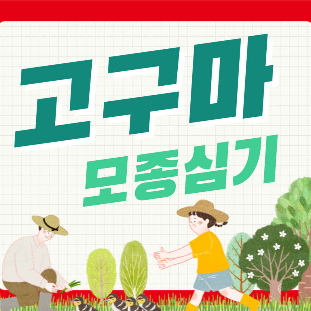 고구마 모종 심기