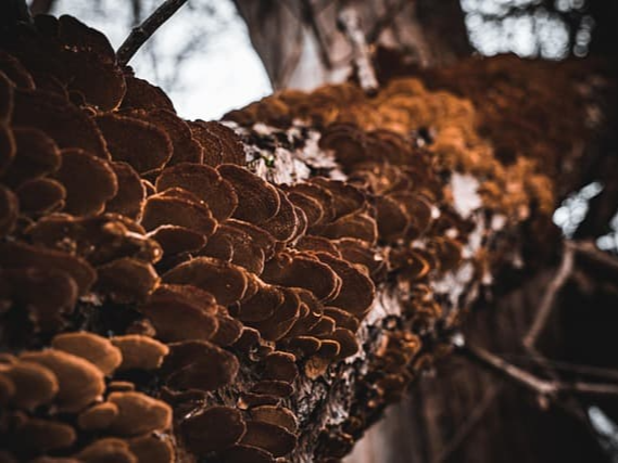 간 세포 손상을 억제하는 상황버섯 추출물