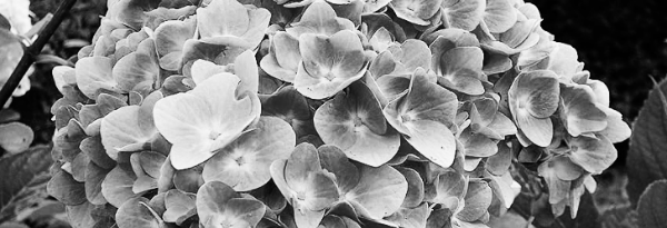 수국 키우기: 수국 가지치기