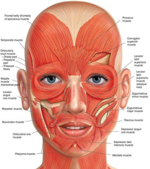 동안을 위한 하루 3분 안면 근육 마사지