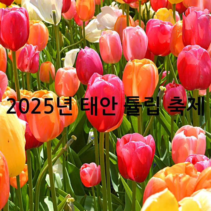 2025년 태안 튤립 축제