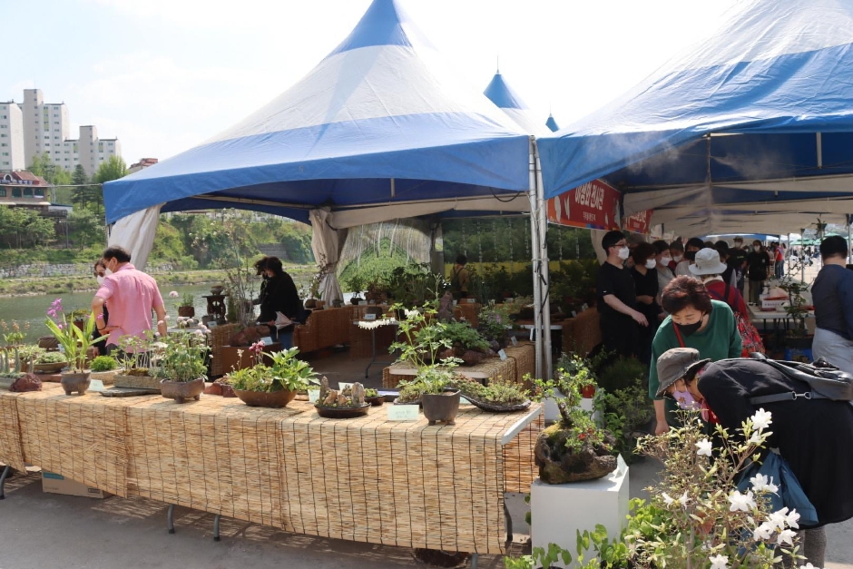 강원n 홍천 산나물축제
