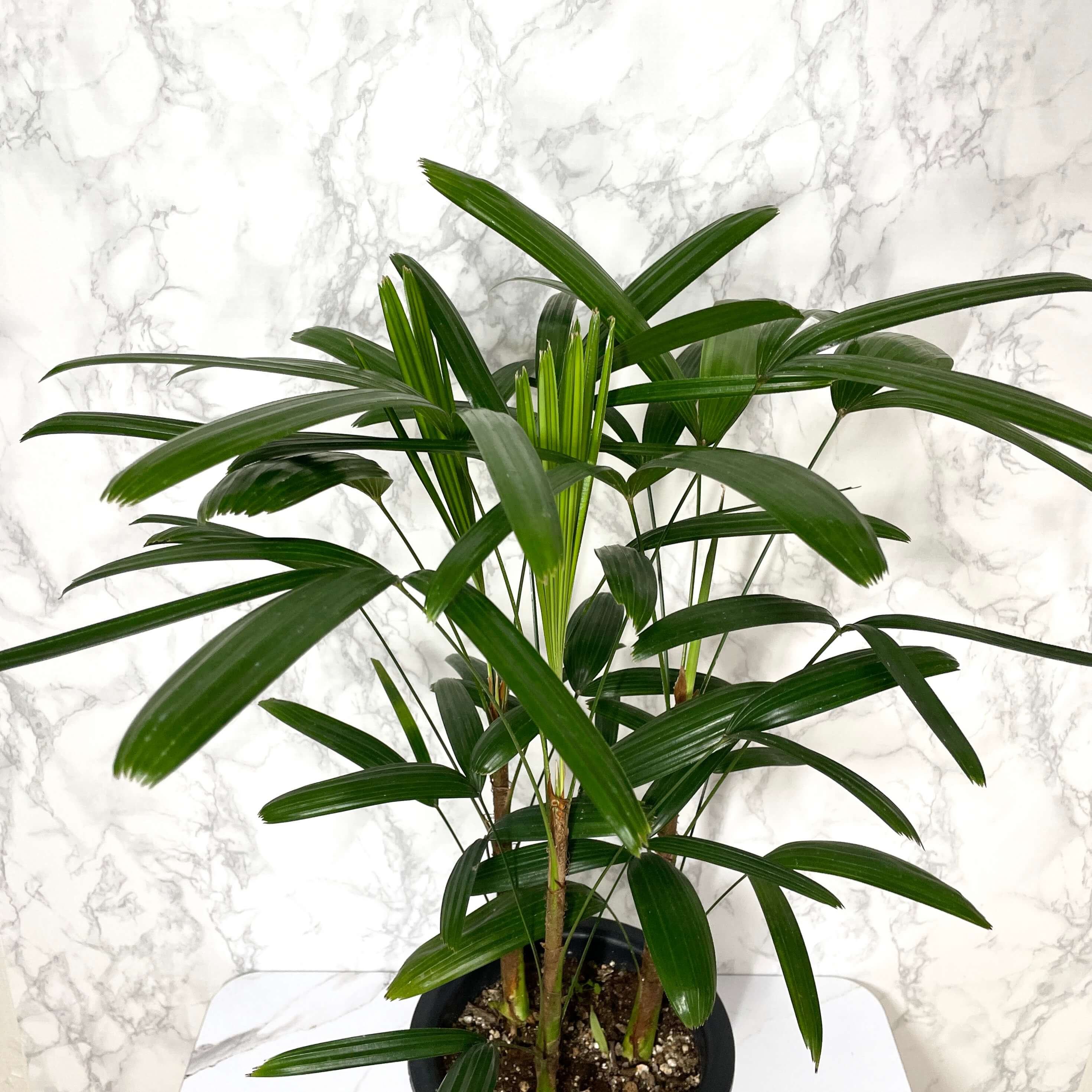 관음죽 키우는법