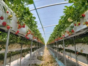 딸기 재배 런너 정리 보온 대책 하우스 관리_9