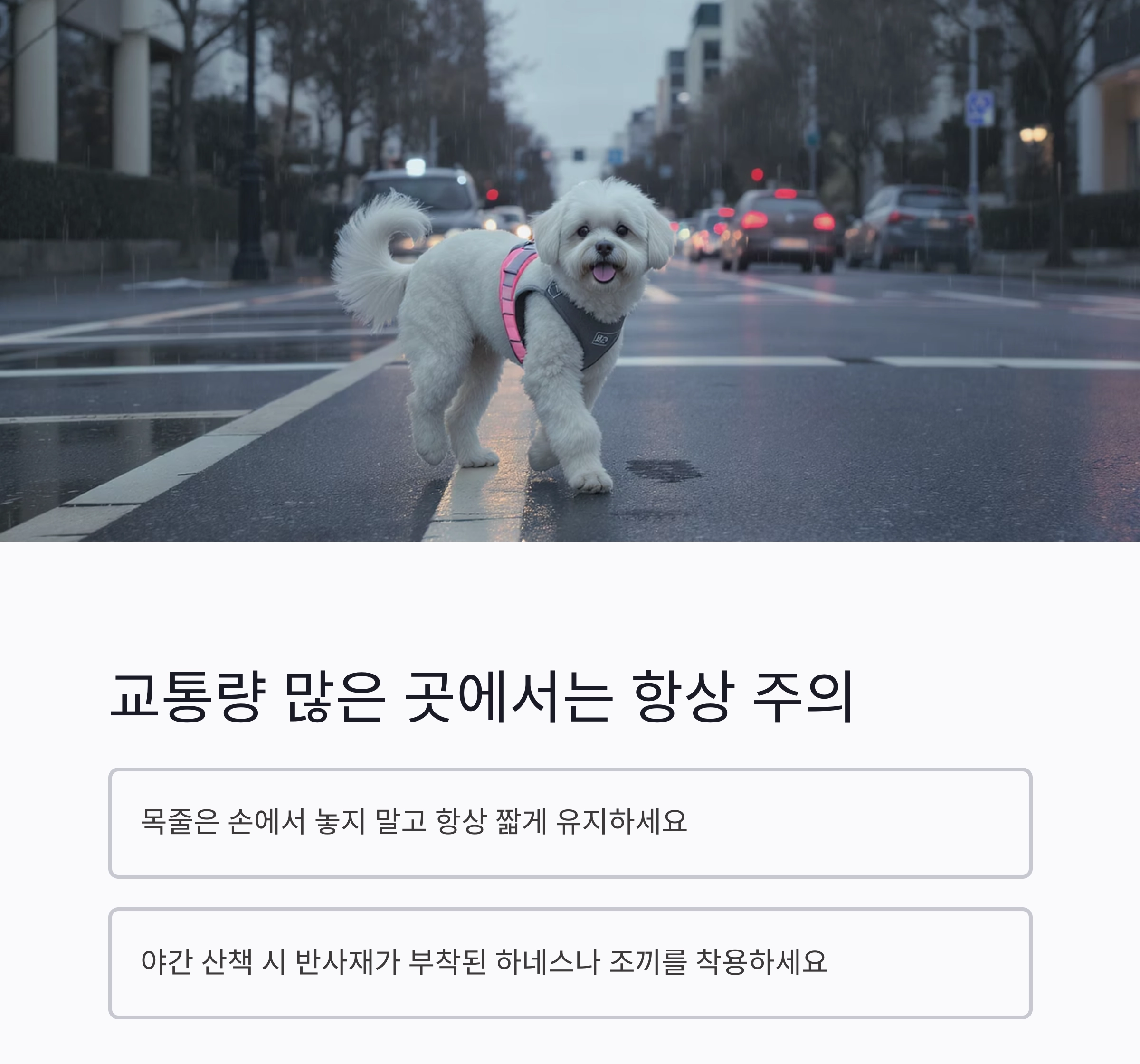 강아지 산책 시 꼭 알아야 할 필수 주의사항 7가지