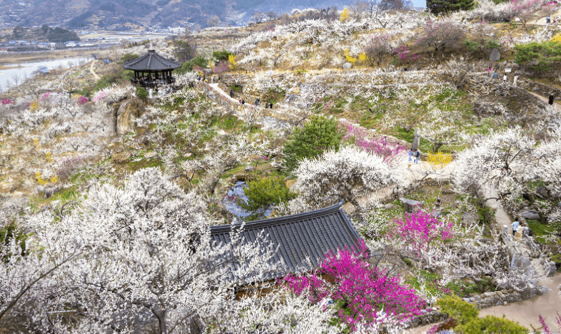 매화 축제 일정