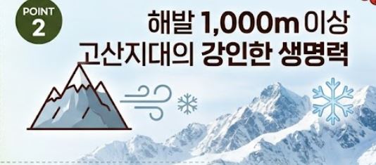 마가목 효능