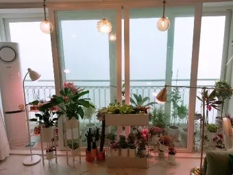 북향집 식물 선택 저조도관리 물주기 식물등 활용 방법_6