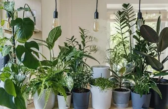 침실 식물 추천 공기정화기능 물주기 관리 향기 숙면 도움 되는 종류_7