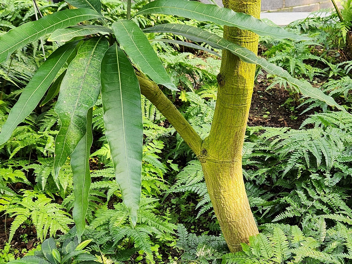 애플망고