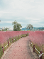 핑크뮬리 정원 이미지 4