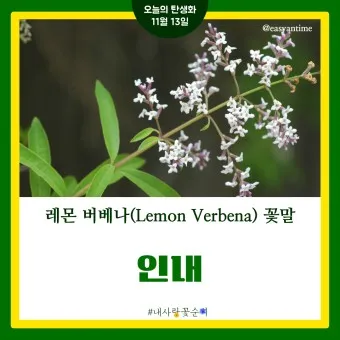 레몬버베나 효능 부작용 권장 섭취량_7