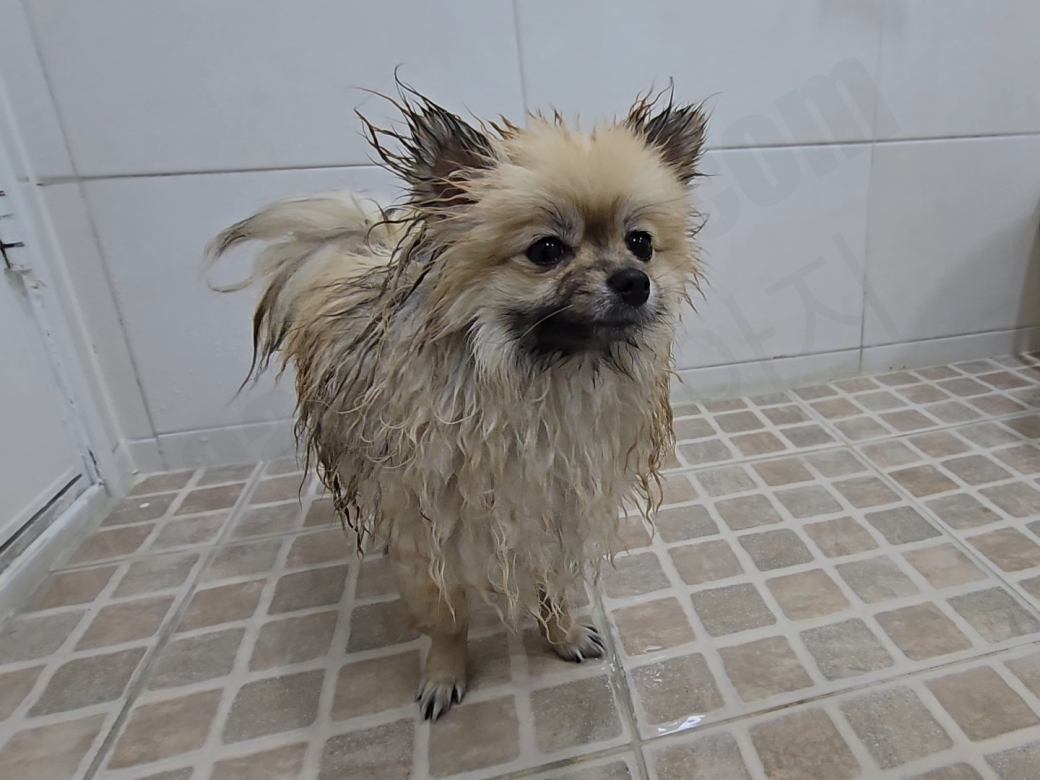 목욕을 위해 털이 젖은 강아지