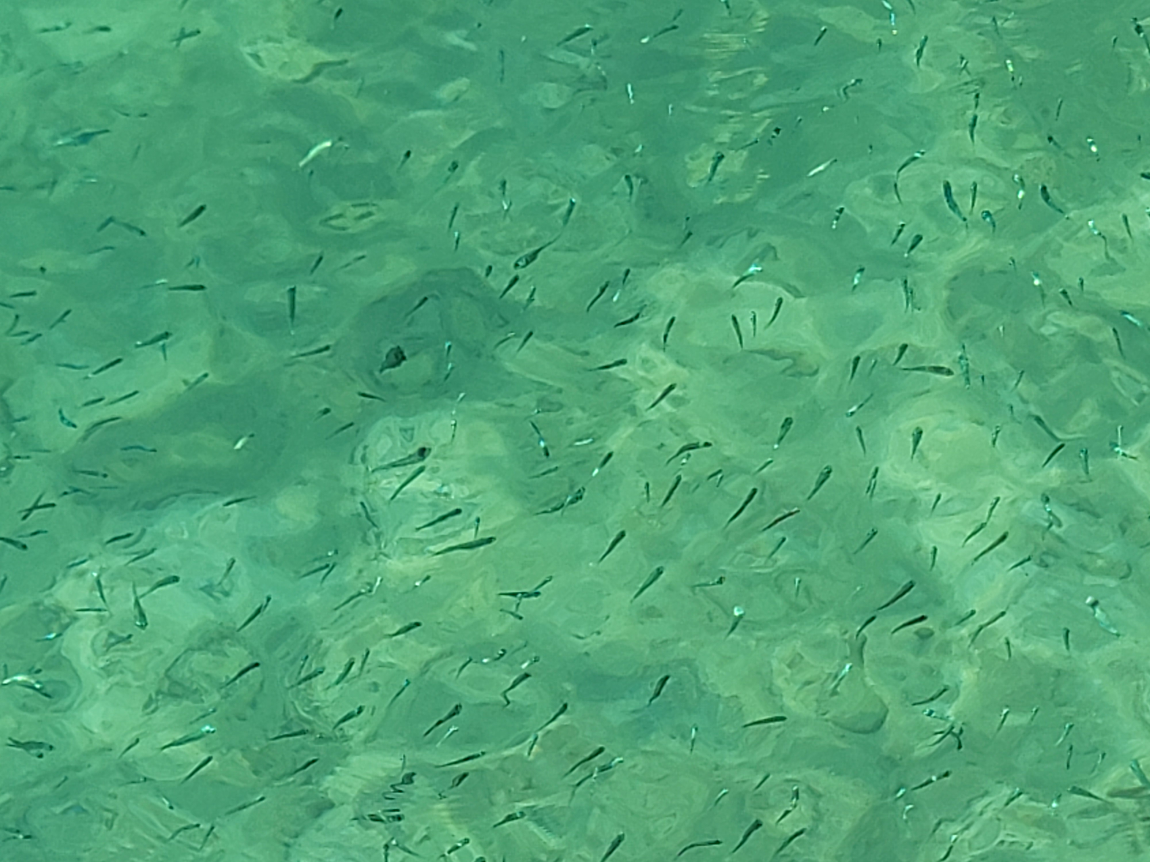 코타키나발루 사피섬 마누칸 호핑투어