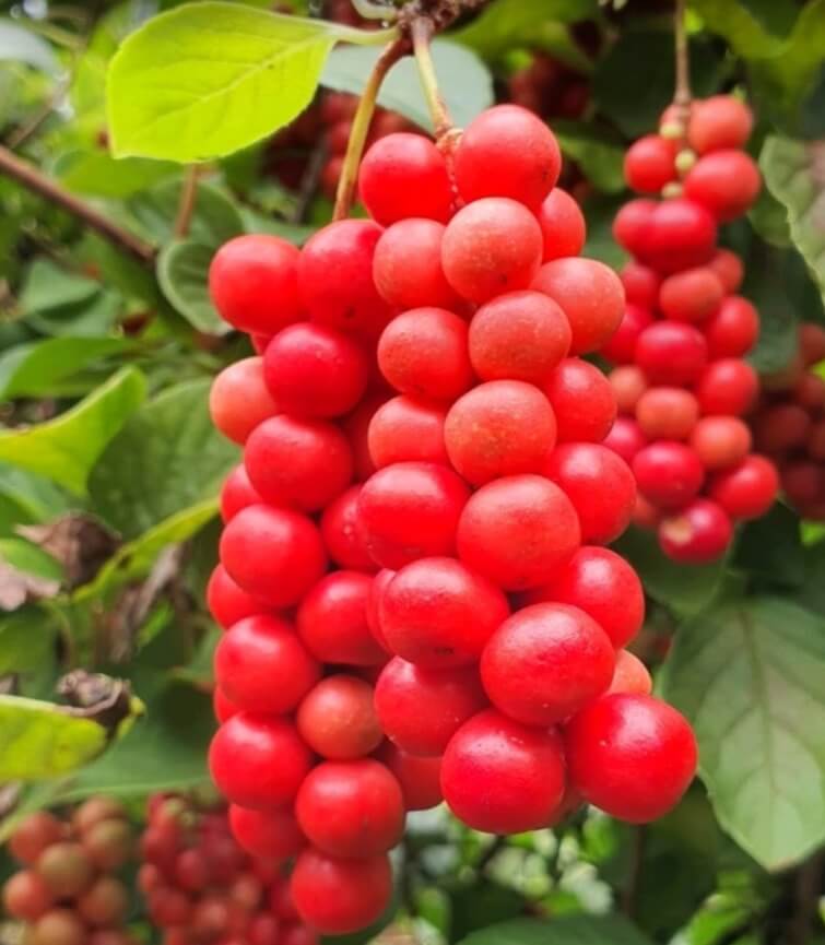 생-오미자-열매사진