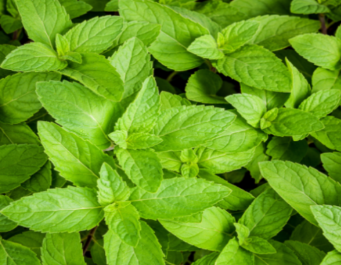 고양이가-싫어하는-냄새-민트